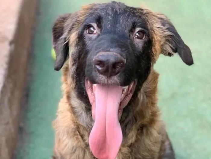 Cachorro ra a SRD idade 2 a 6 meses nome Raj