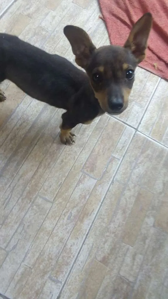Cachorro ra a Daschund com vira lata  idade 2 a 6 meses nome Sem nome
