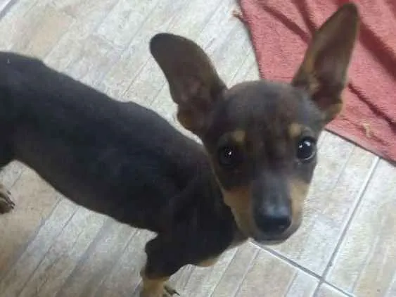 Cachorro ra a Daschund com vira lata  idade 2 a 6 meses nome Sem nome