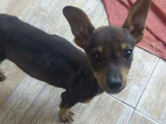 Cachorro ra a Daschund com vira lata  idade 2 a 6 meses nome Sem nome