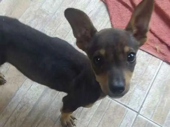 Cachorro ra a Daschund com vira lata  idade 2 a 6 meses nome Sem nome