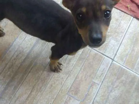 Cachorro ra a Daschund com vira lata  idade 2 a 6 meses nome Sem nome