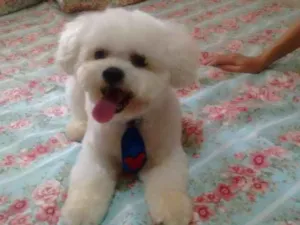 Cachorro raça Maltês  idade 6 ou mais anos nome Bruce