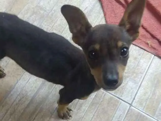 Cachorro ra a Daschund com vira lata  idade 2 a 6 meses nome Sem nome