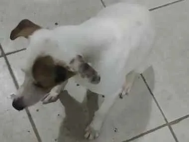 Cachorro ra a Indefinida idade 7 a 11 meses nome Atena