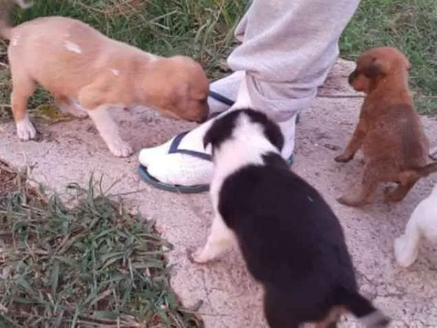 Cachorro ra a Raça  não definida idade Abaixo de 2 meses nome Sem nomes