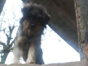 Cachorro raça Poodle idade 1 ano nome Natacha