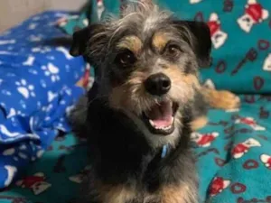 Cachorro raça SRD idade 2 anos nome Kiron