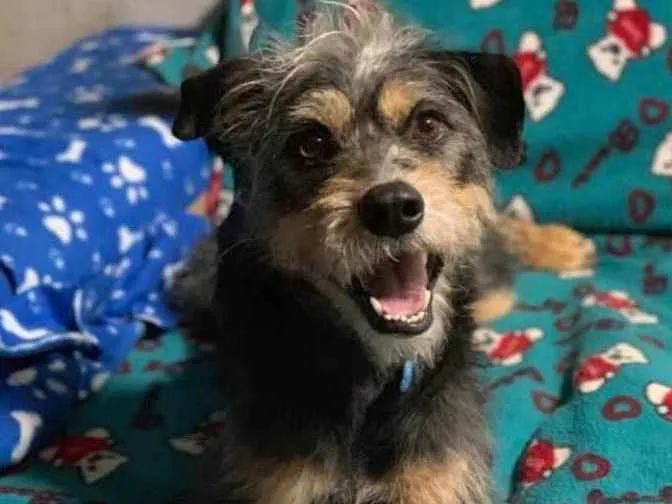 Cachorro ra a SRD idade 2 anos nome Kiron