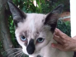 Gato raça  idade 2 a 6 meses nome CHARLOTTE 