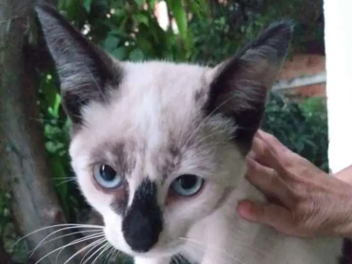 Gato ra a  idade 2 a 6 meses nome CHARLOTTE 