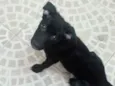 Pretinha