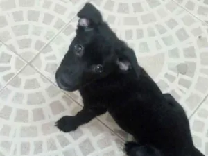 Cachorro raça Vira-lata idade 2 a 6 meses nome Pretinha