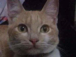 Gato raça  idade 1 ano nome Ladies