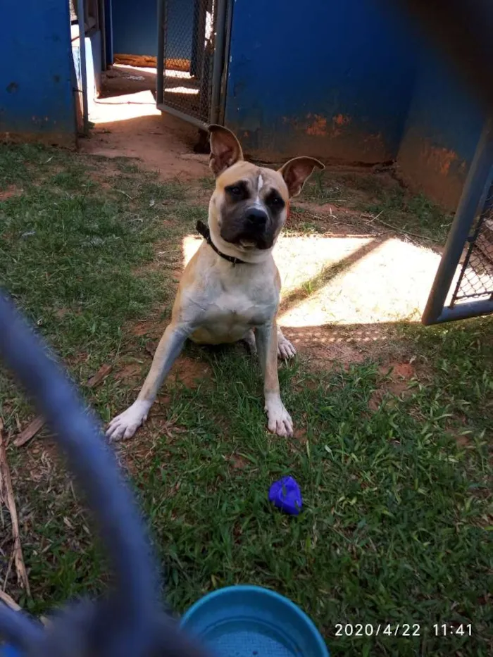Cachorro ra a American terrier  idade 1 ano nome Thor