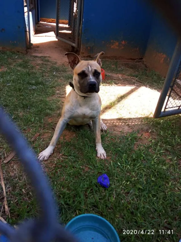 Cachorro ra a American terrier  idade 1 ano nome Thor