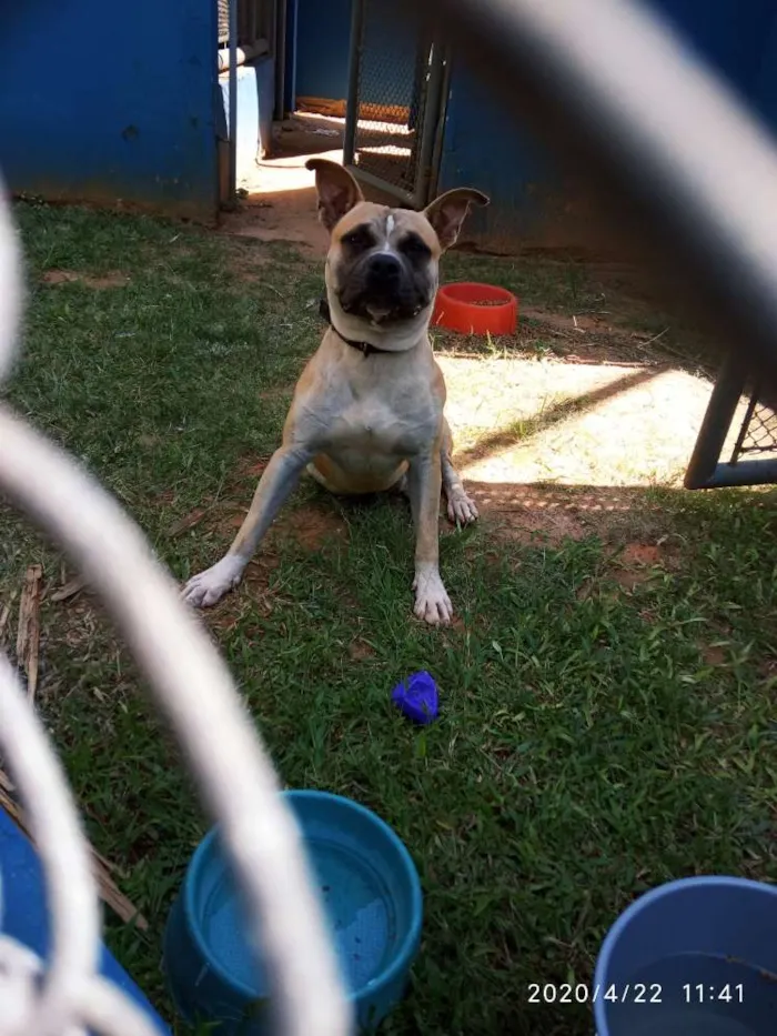 Cachorro ra a American terrier  idade 1 ano nome Thor