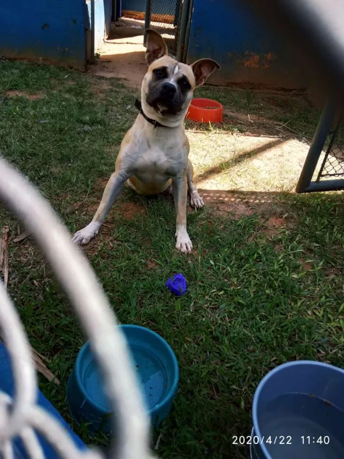 Cachorro ra a American terrier  idade 1 ano nome Thor