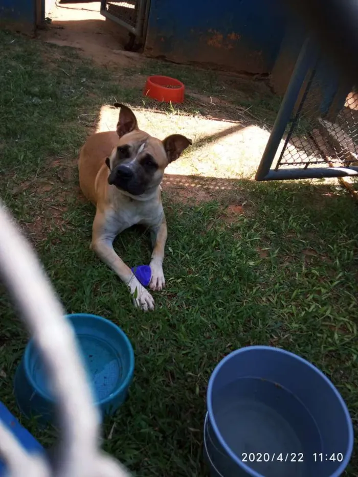 Cachorro ra a American terrier  idade 1 ano nome Thor