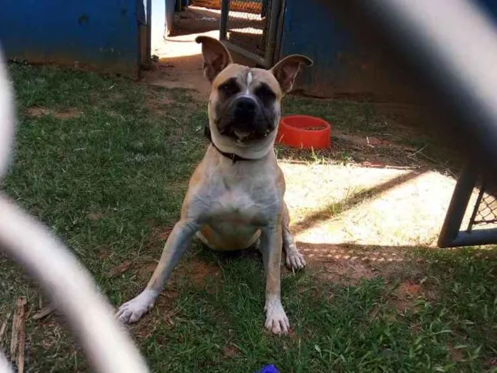 Cachorro ra a American terrier  idade 1 ano nome Thor