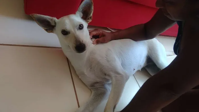 Cachorro ra a Sem raça idade 7 a 11 meses nome Alita