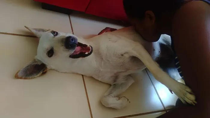 Cachorro ra a Sem raça idade 7 a 11 meses nome Alita