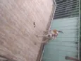 Thor e akira 