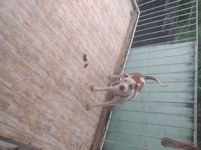 Cachorro raça Pitbull  idade 7 a 11 meses nome Thor e akira 