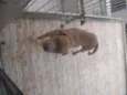 Thor e akira 