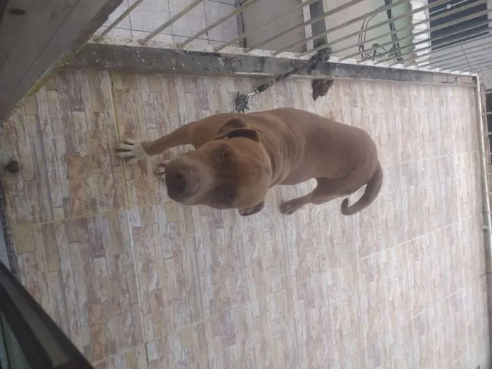 Cachorro raça Pitbull  idade 7 a 11 meses nome Thor e akira 