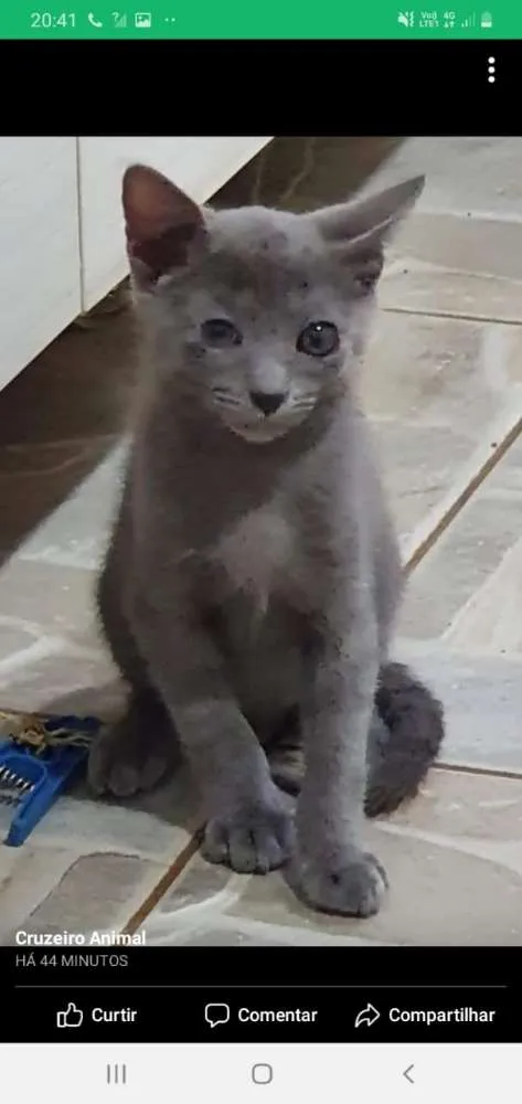 Gato ra a Srd idade 2 a 6 meses nome Doberro 