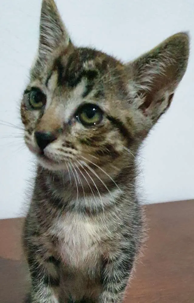 Gato ra a Srd idade 2 a 6 meses nome Doberro 