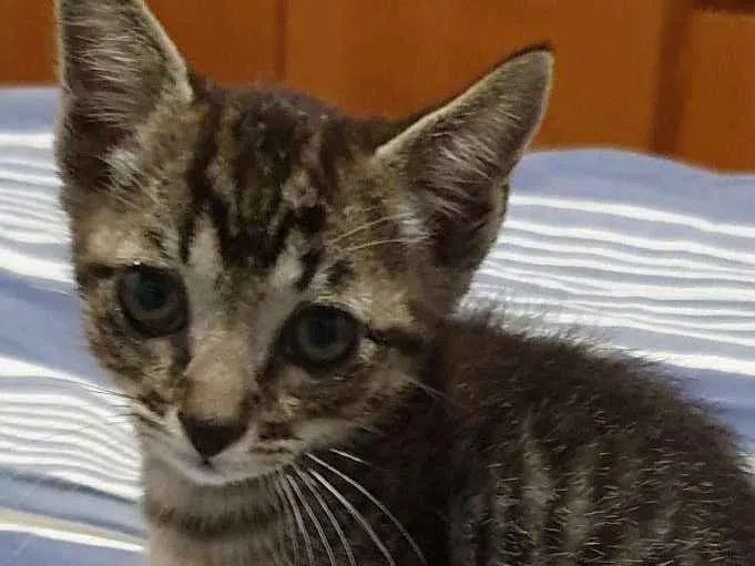 Gato ra a Srd idade 2 a 6 meses nome Tigre
