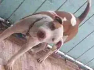 Cachorro raça Pitbull  idade 7 a 11 meses nome Thor e akira 