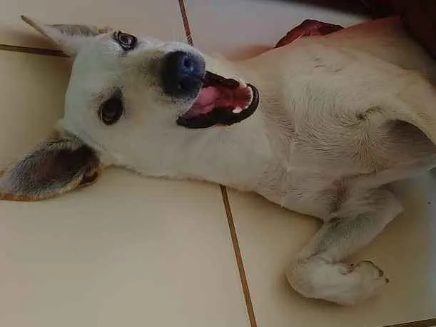 Cachorro ra a Sem raça idade 7 a 11 meses nome Alita