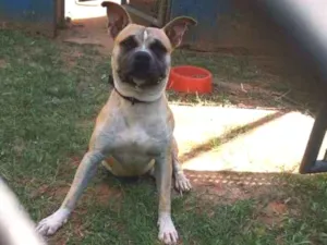 Cachorro raça American terrier  idade 1 ano nome Thor