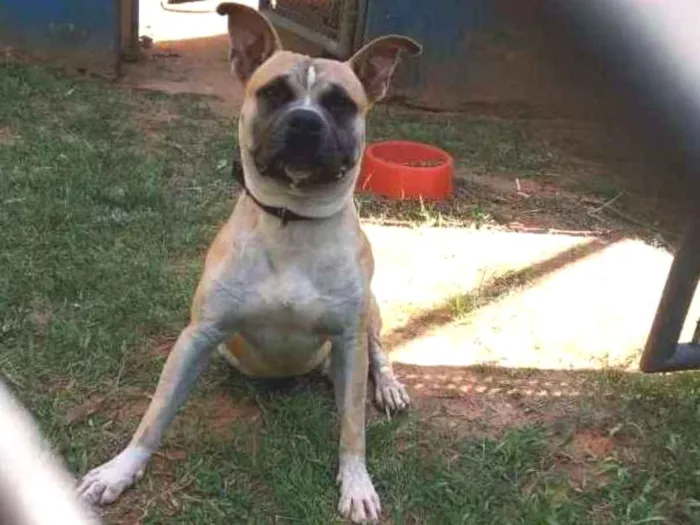 Cachorro ra a American terrier  idade 1 ano nome Thor