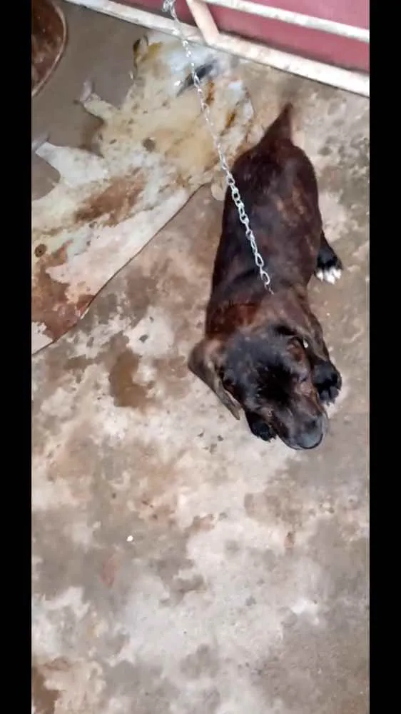 Cachorro ra a Vira lata + labrador idade 7 a 11 meses nome Timão 