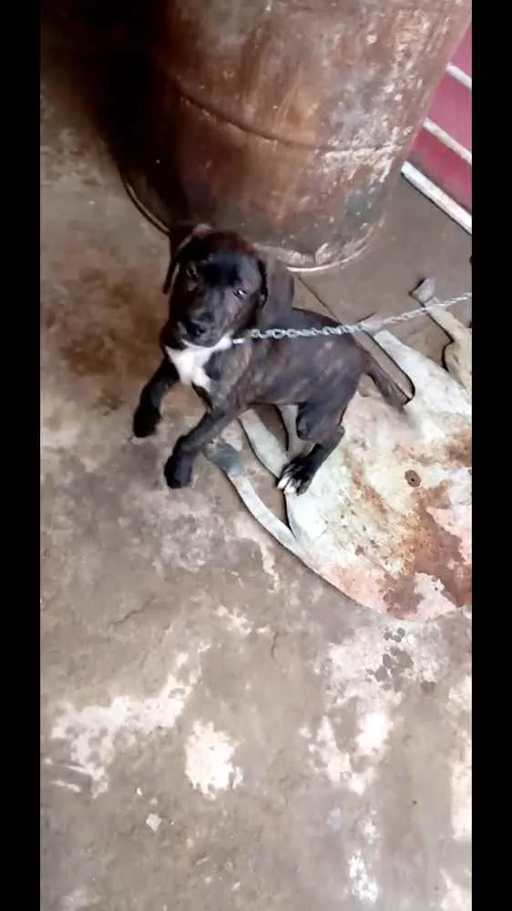 Cachorro ra a Vira lata + labrador idade 7 a 11 meses nome Timão 