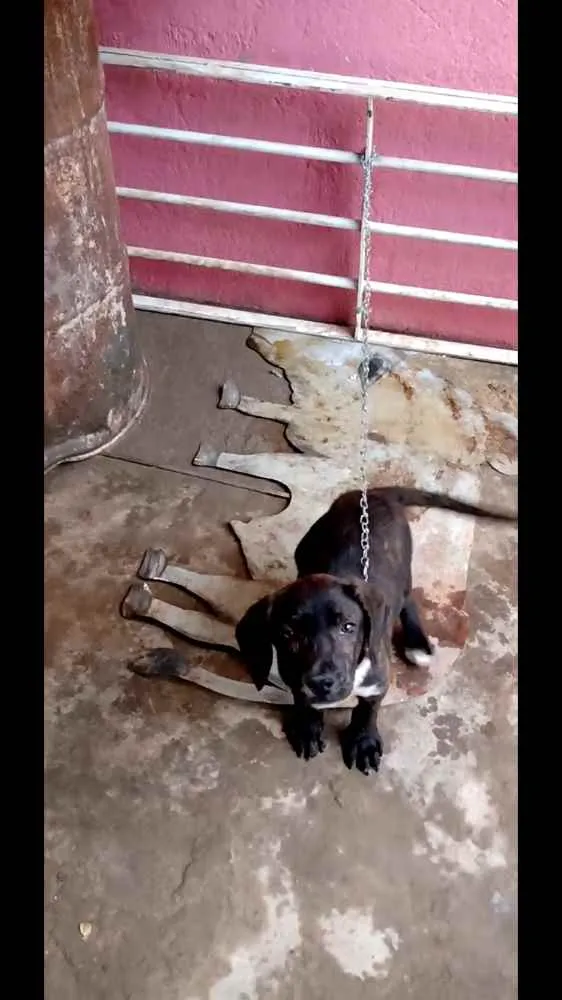 Cachorro ra a Vira lata + labrador idade 7 a 11 meses nome Timão 