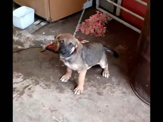 Cachorro ra a Vira lata + labrador idade 7 a 11 meses nome Timão 