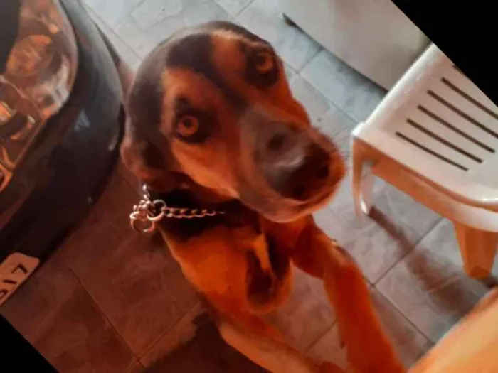 Cachorro ra a Sem raça definida idade 3 anos nome Bili