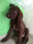 Marley
