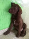 Marley
