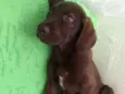 Marley