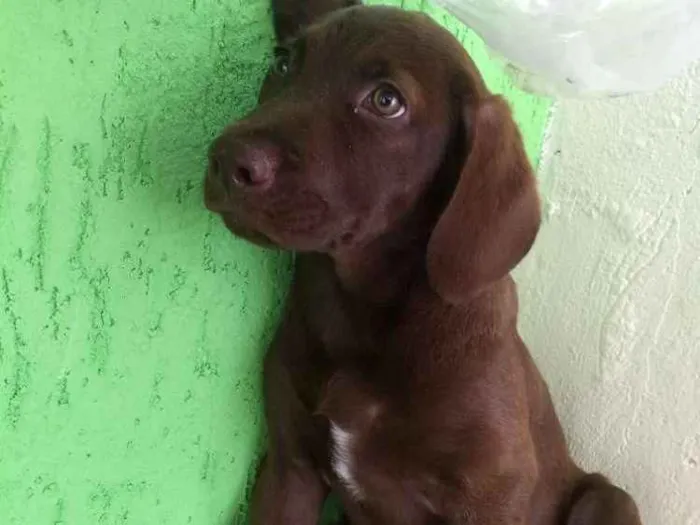Cachorro raça Labrador idade 2 a 6 meses nome Marley
