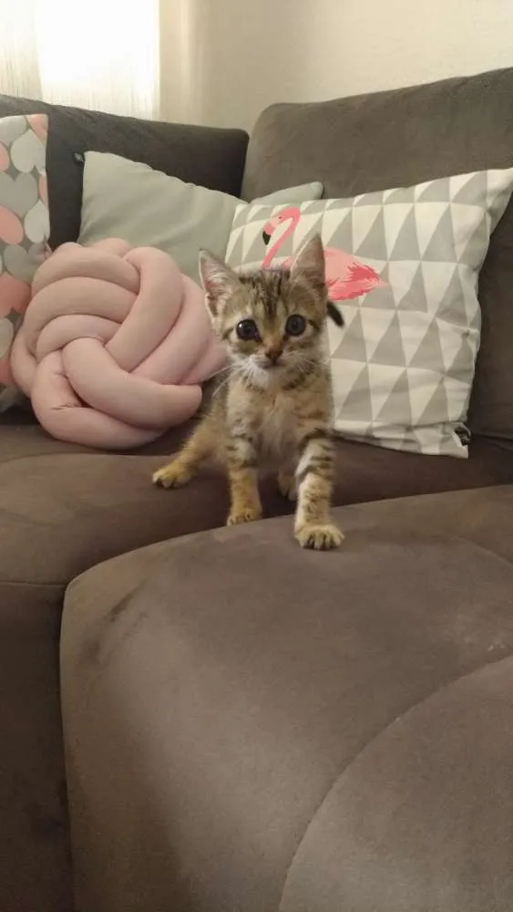 Gato raça Sem raça  idade 2 a 6 meses nome Mia