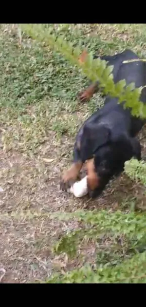 Cachorro raça Teckel ou dachShund idade 1 ano nome Mayo