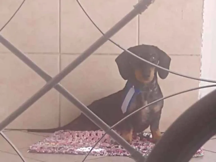 Cachorro raça Teckel ou dachShund idade 1 ano nome Mayo