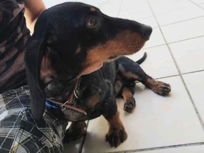 Cachorro raça Teckel ou dachShund idade 1 ano nome Mayo